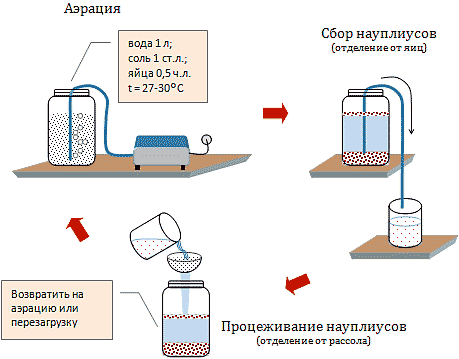 Выведение артемии