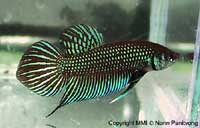 *Betta mahachaiensis* — эндемик солоноватых приливных болот